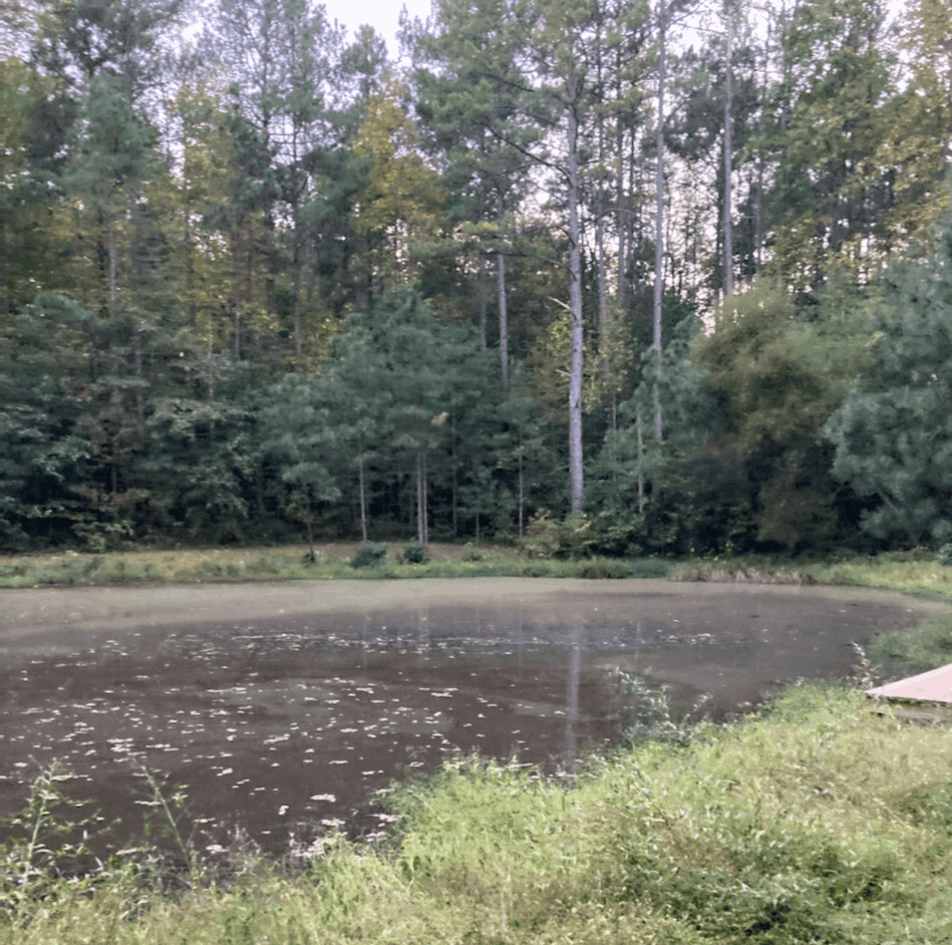 Beaverdam After Treatment Just leaves